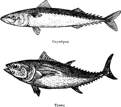 Рыбы Японского Моря Фото