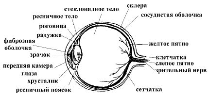 Строение Глаза Схема Фото